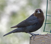 Brown headed Cowbird 5115